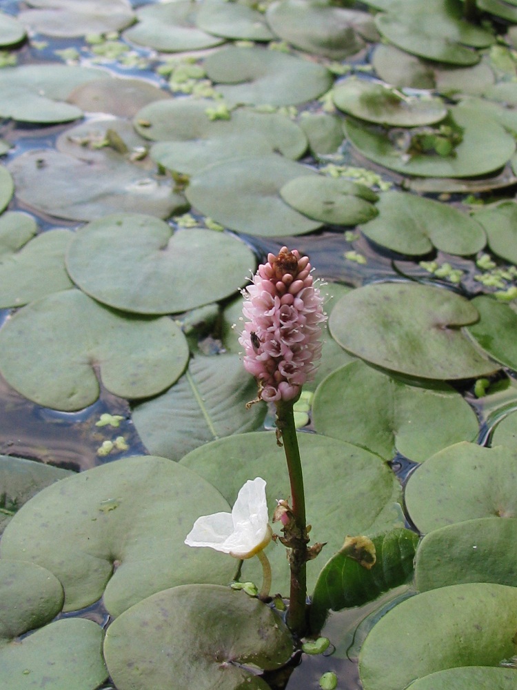 Изображение особи Persicaria amphibia.