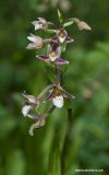 Epipactis palustris