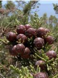 Juniperus phoenicea