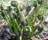 род Athyrium