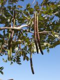 genus Cassia