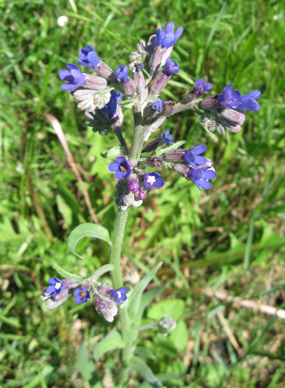 Image of Anchusa leptophylla specimen.