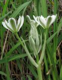 Ornithogalum navaschinii. Верхушка цветущего растения. Крым, Карадагский заповедник, степной склон. 7 апреля 2013 г.