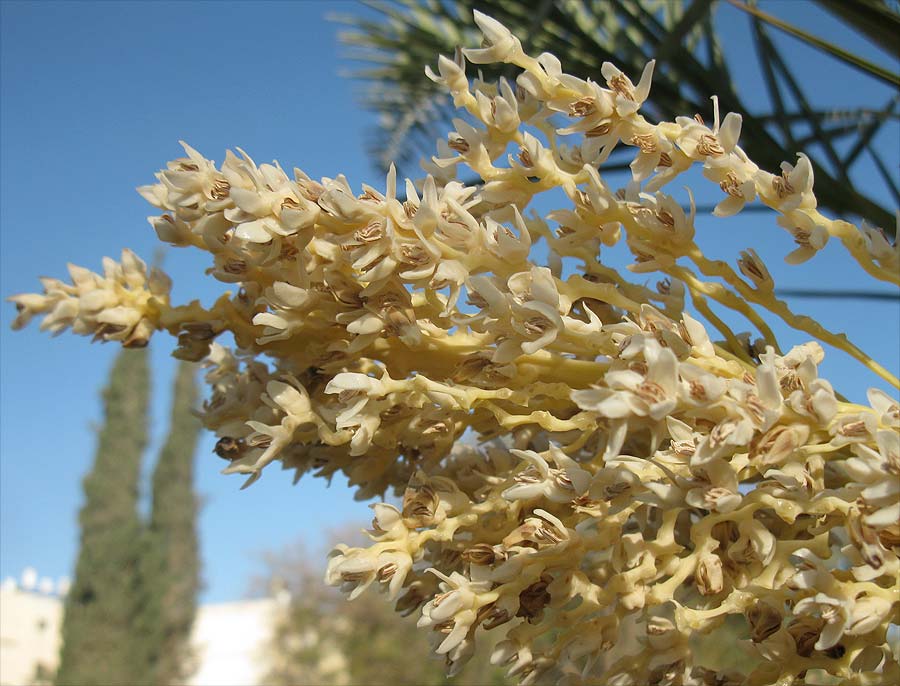 Image of Phoenix dactylifera specimen.