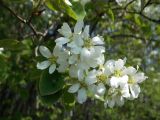 Amelanchier spicata