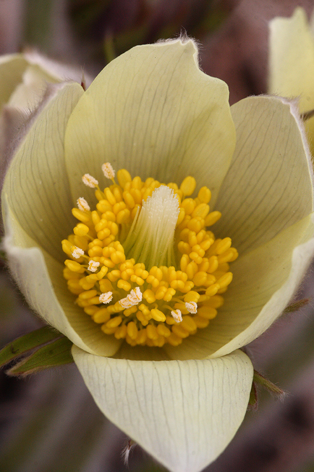 Изображение особи Pulsatilla orientali-sibirica.