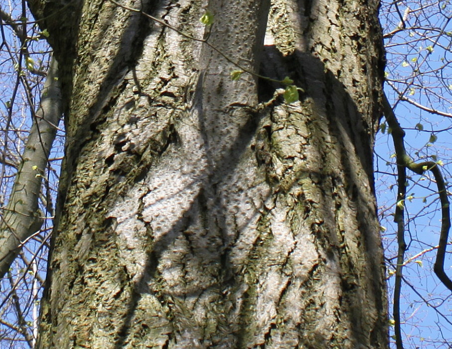 Image of Tilia euchlora specimen.