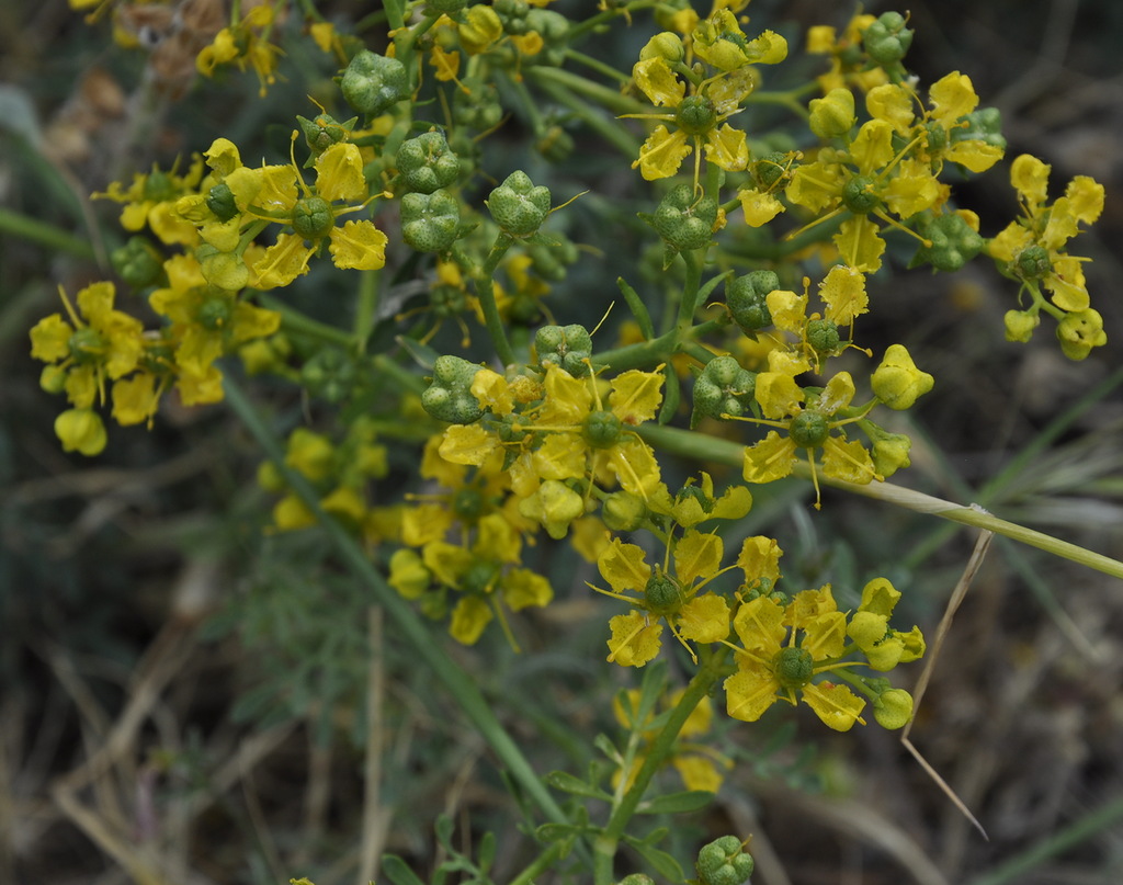 Image of Ruta graveolens specimen.