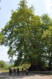 Platanus orientalis. Схторашенский платан (Тнджри). Высота дерева - 54 м, возраст - 2000 лет. Нагорный Карабах, Мартунинский р-н, окр. дер. Схторашен. 06.05.2013.