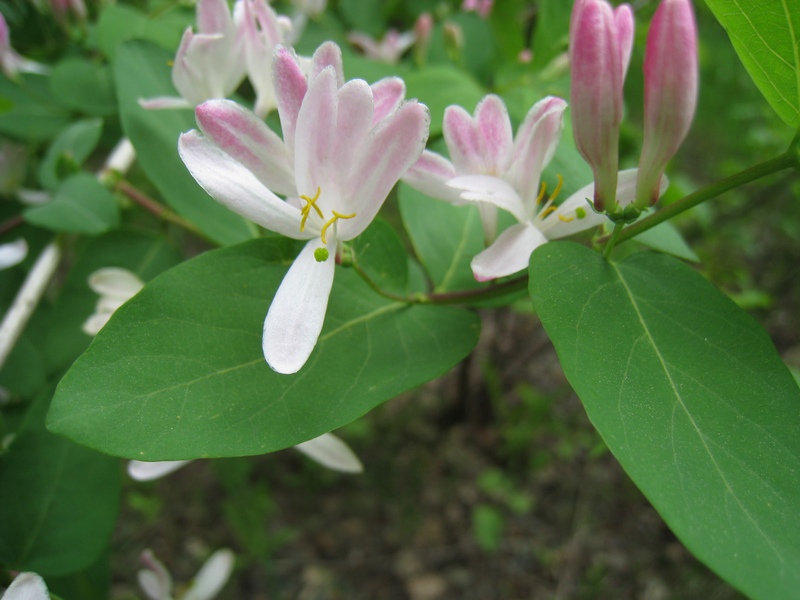 Image of Lonicera tatarica specimen.