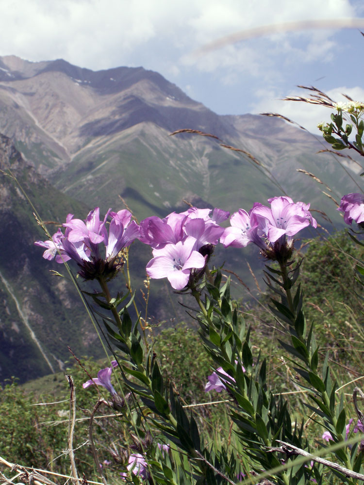 Image of Linum heterosepalum specimen.