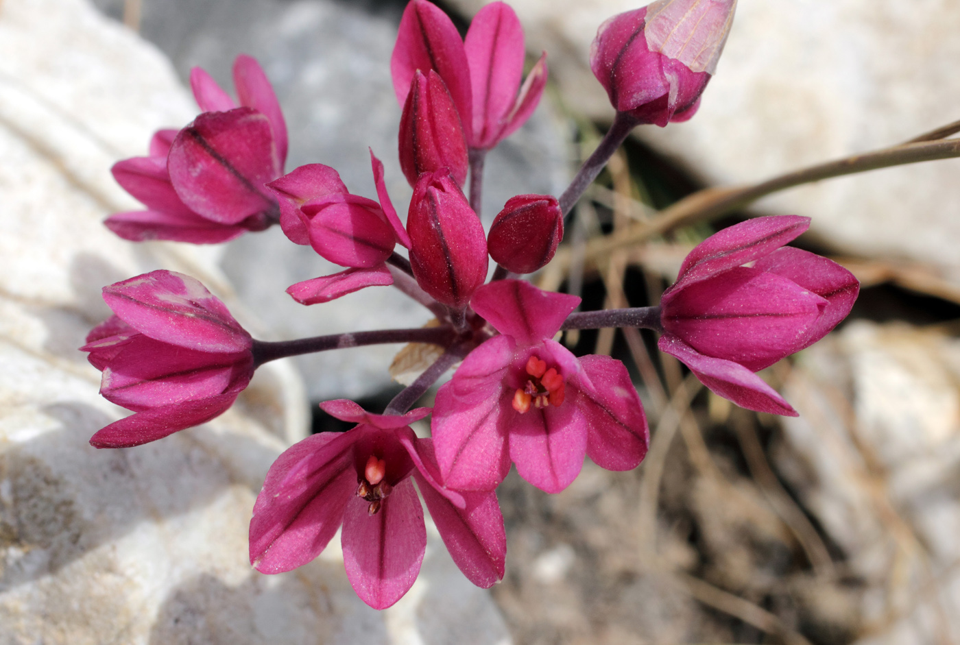 Изображение особи Allium oreophilum.