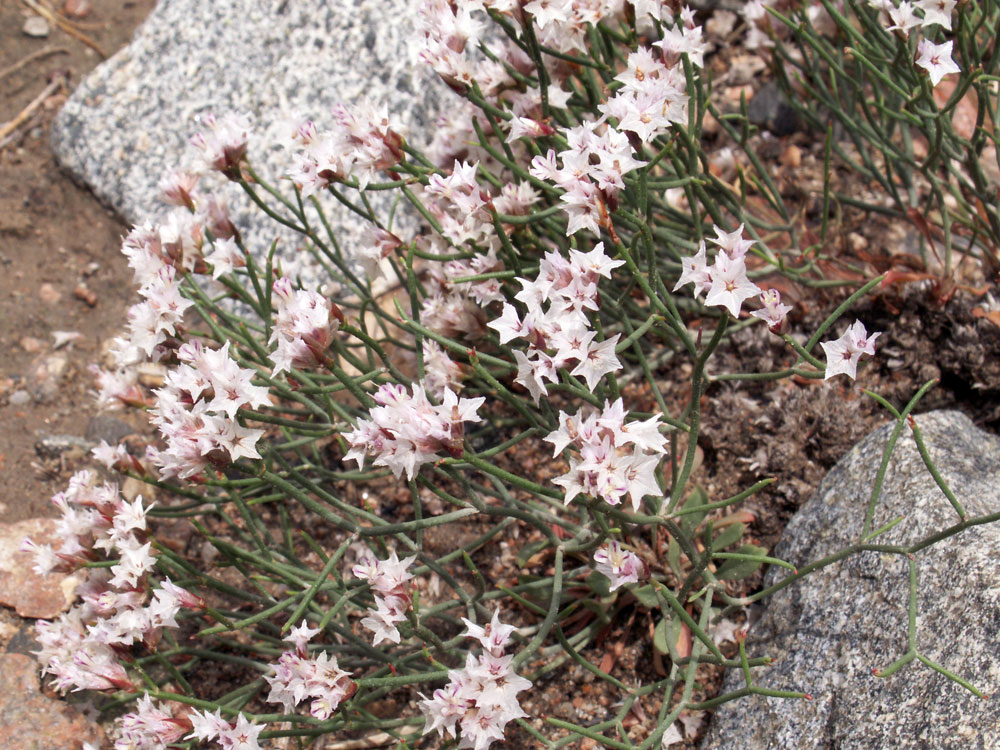 Изображение особи Limonium hoeltzeri.