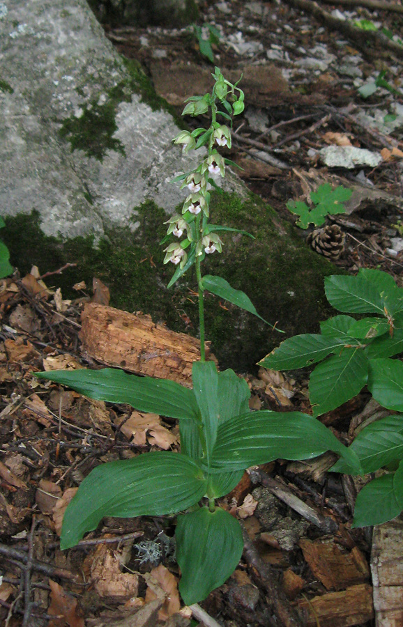 Изображение особи Epipactis helleborine.