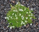 Minuartia macrocarpa. Цветущие растения. Камчатский край, Ключевская группа вулканов, окрестности перевала Толбачинский. 22.07.2013.