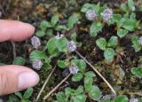 Salix reptans