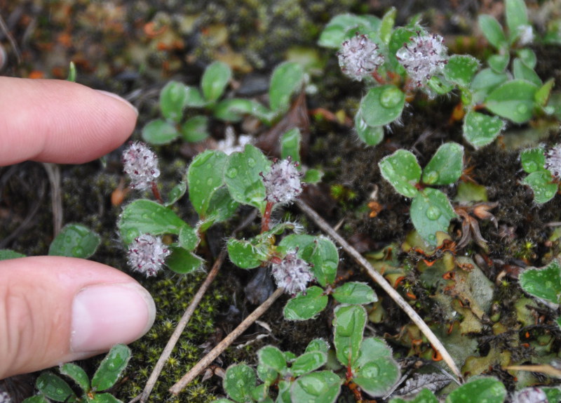 Изображение особи Salix reptans.