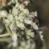 Teucrium capitatum