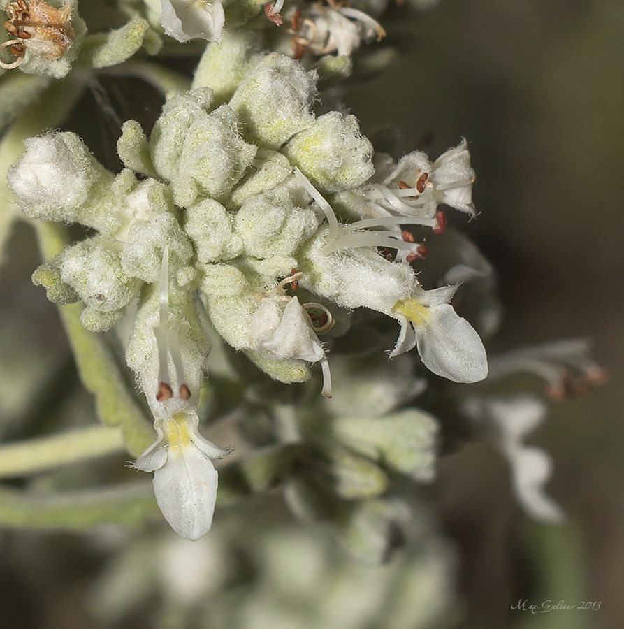 Изображение особи Teucrium capitatum.