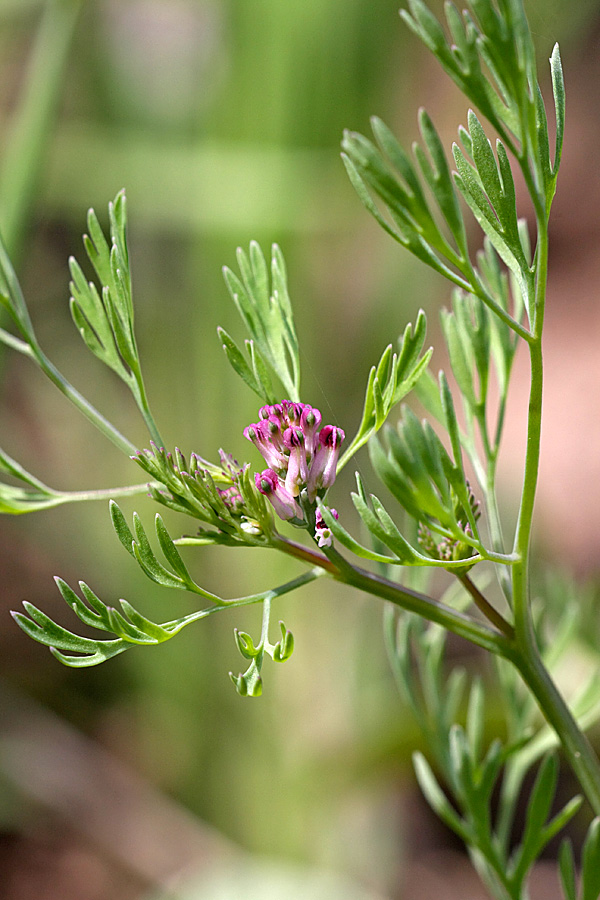Image of Fumaria vaillantii specimen.