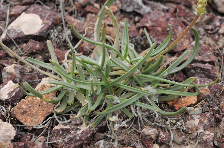 Изображение особи Plantago salsa.