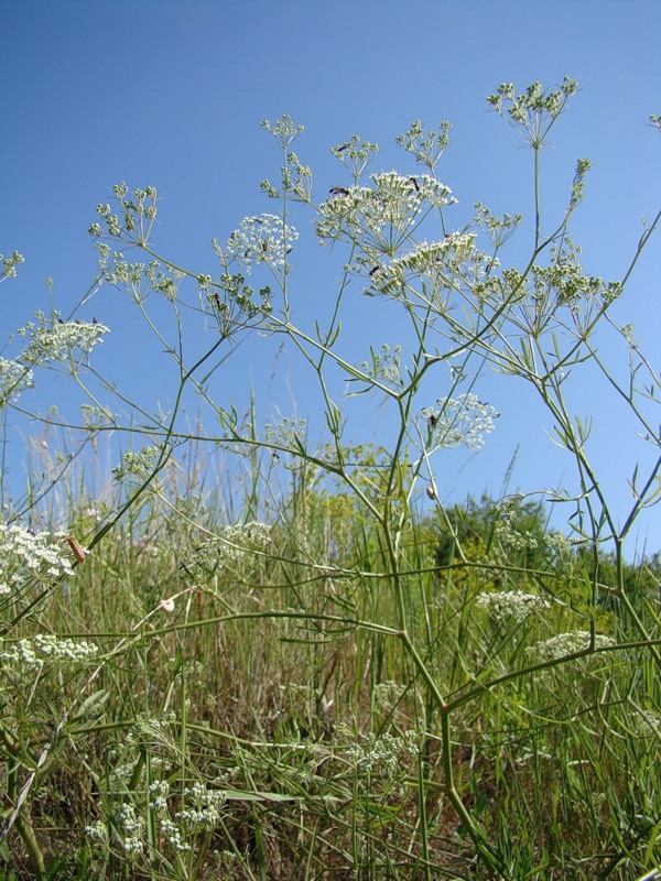 Изображение особи Falcaria vulgaris.