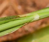 Eragrostis bipinnata