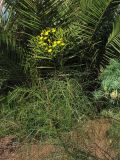 Sonchus leptocephalus