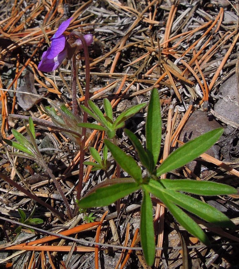 Изображение особи Viola milanae.