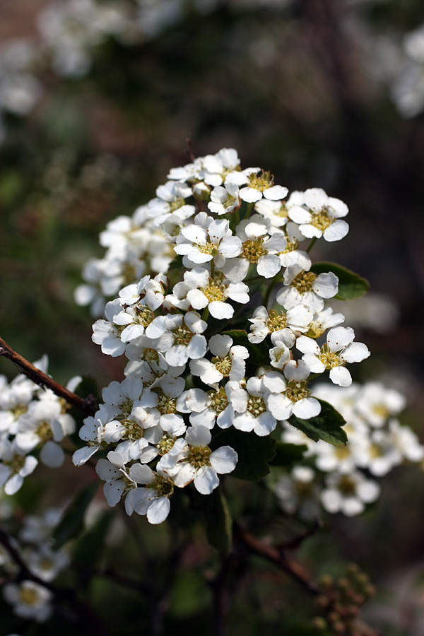 Изображение особи Spiraea pilosa.