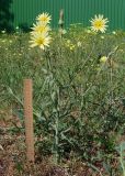 Tragopogon dasyrhynchus. Цветущее растение. Ростовская обл., г. Азов, у дороги. 20.05.2013.