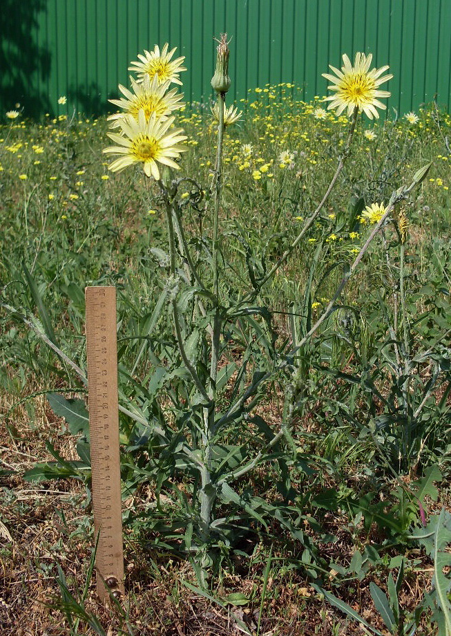 Изображение особи Tragopogon dasyrhynchus.