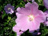 Malva thuringiaca