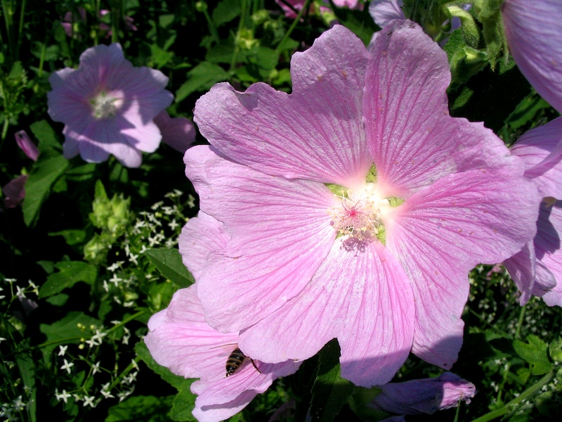 Image of Malva thuringiaca specimen.