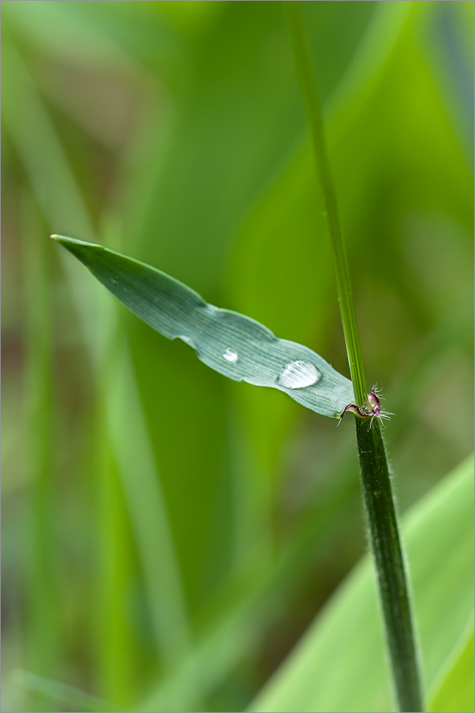 Image of Anthoxanthum odoratum specimen.