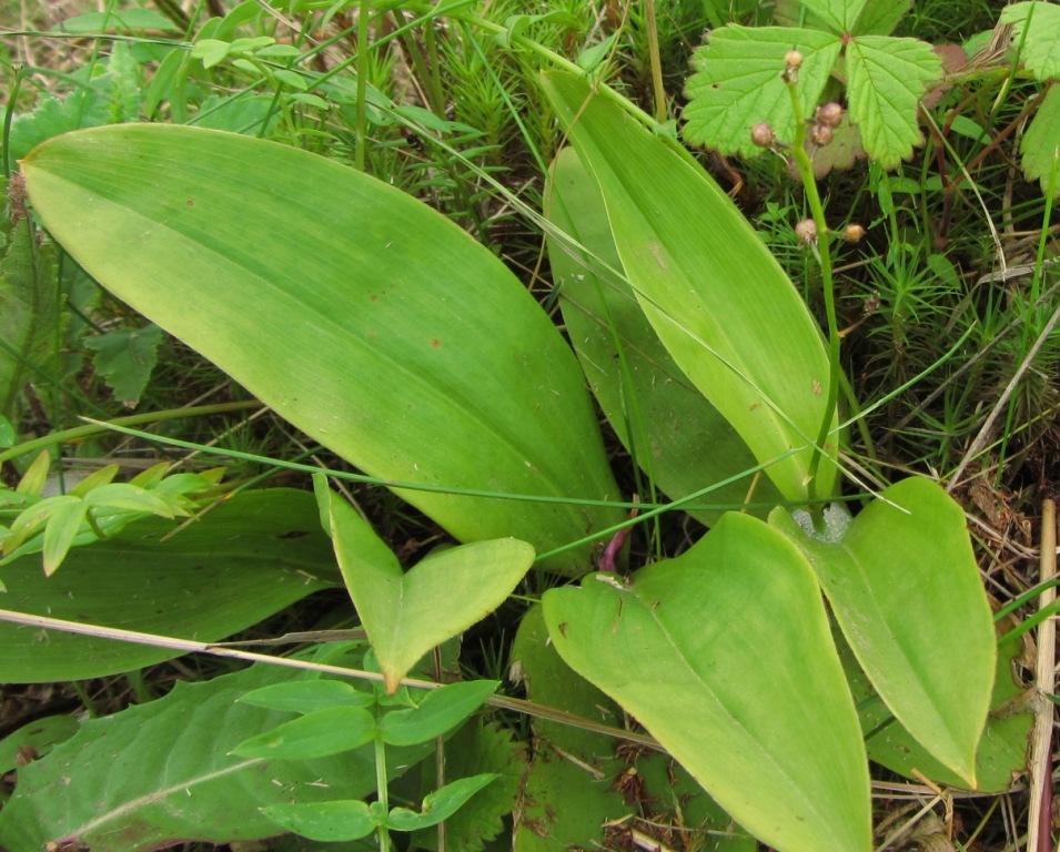 Image of Smilacina trifolia specimen.