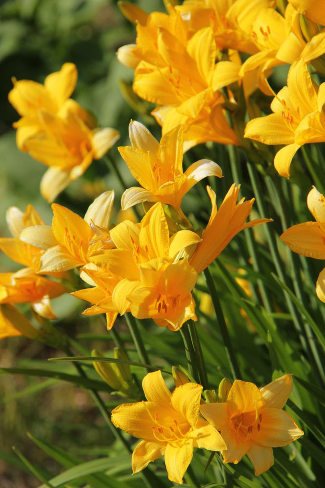 Изображение особи Hemerocallis middendorffii.