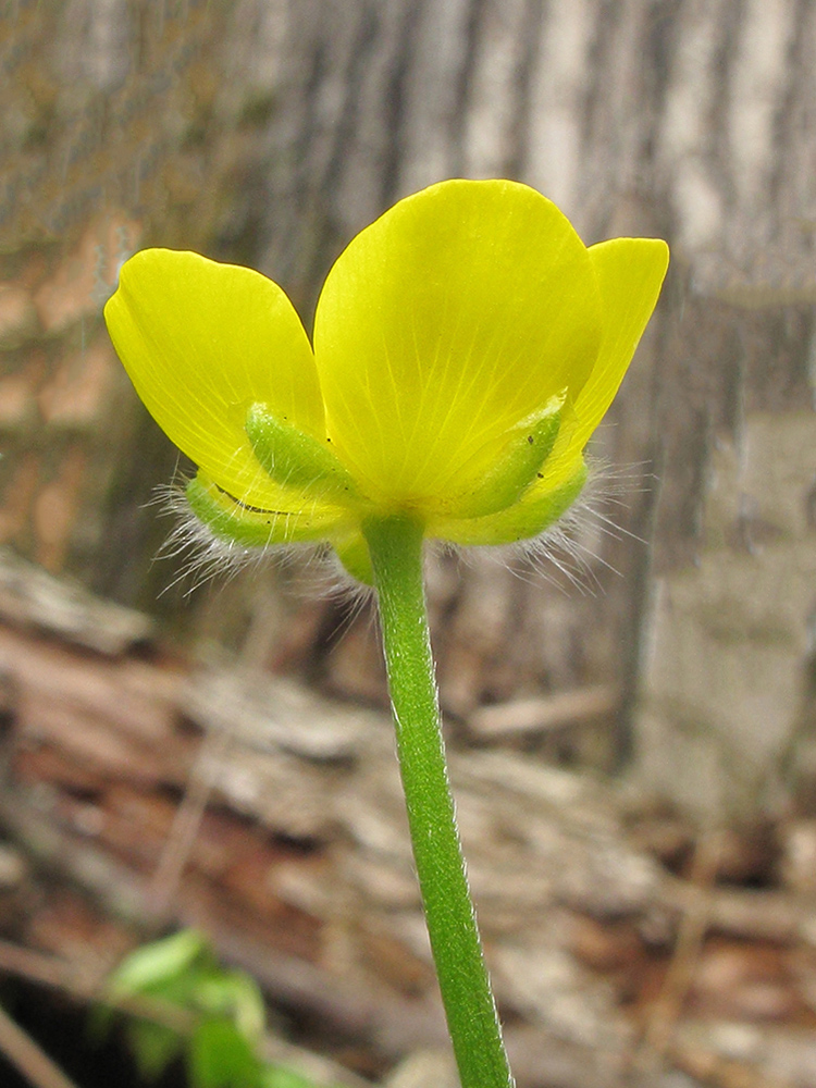 Image of genus Ranunculus specimen.