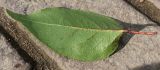Aristotelia chilensis. Нижняя сторона листа ('Maqui'). Германия, г. Дюссельдорф, Ботанический сад университета. 02.03.2014.