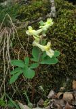 Corydalis marschalliana. Цветущее растение. Крым, Карадагский заповедник, гора Икылмак-Кая, под скалами в дубовом лесу. 28 марта 2014 г.