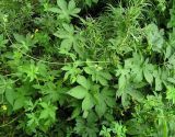 Humulopsis scandens