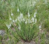 Veronica pinnata