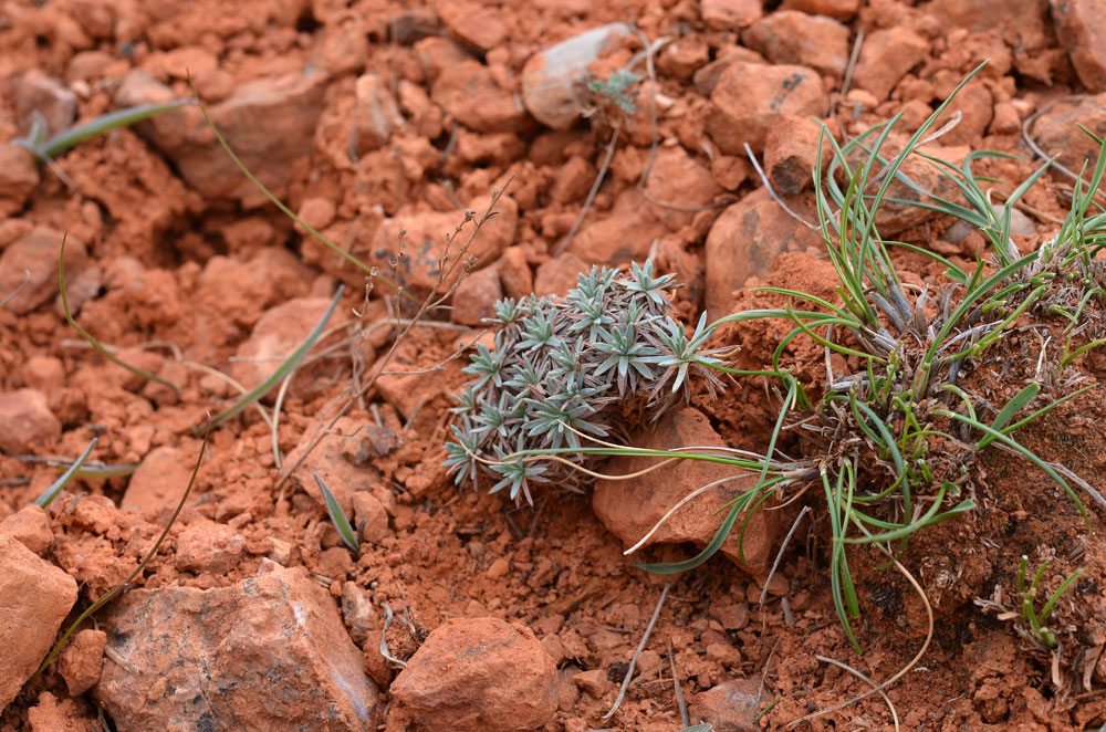 Image of Acantholimon compactum specimen.