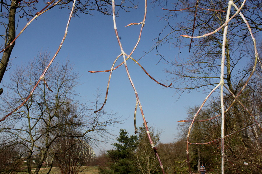 Image of Euonymus sanguineus specimen.