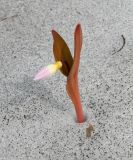 Erythronium sibiricum. Растение с бутоном в снегу. Восточный Казахстан, Глубоковский р-н, окр. с. Тарханка, восточный склон сопки. 02.05.2013.