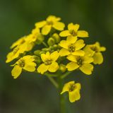 Draba sibirica
