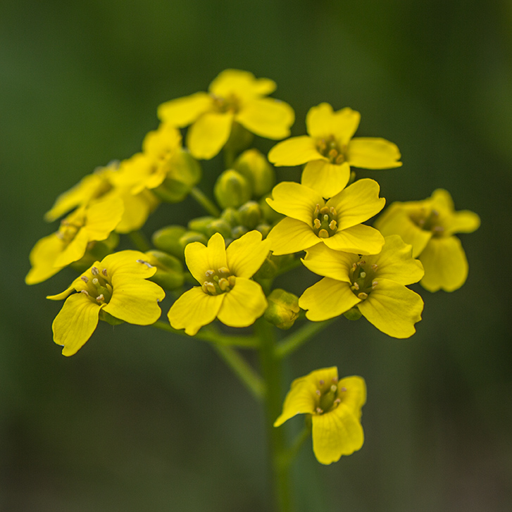 Изображение особи Draba sibirica.