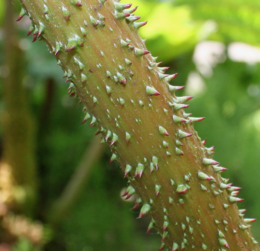 Изображение особи Gunnera tinctoria.