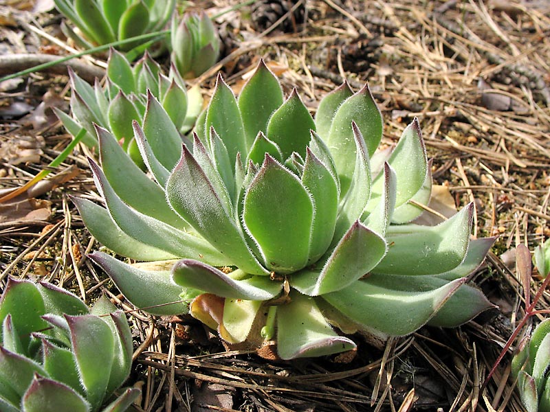 Image of Sempervivum ruthenicum specimen.