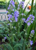 Polemonium caeruleum. Цветущее растение. Подмосковье, г. Одинцово, придомовой цветник. Июнь 2014 г.